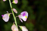 Showy milkwort